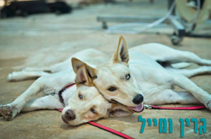 גרין ומייל